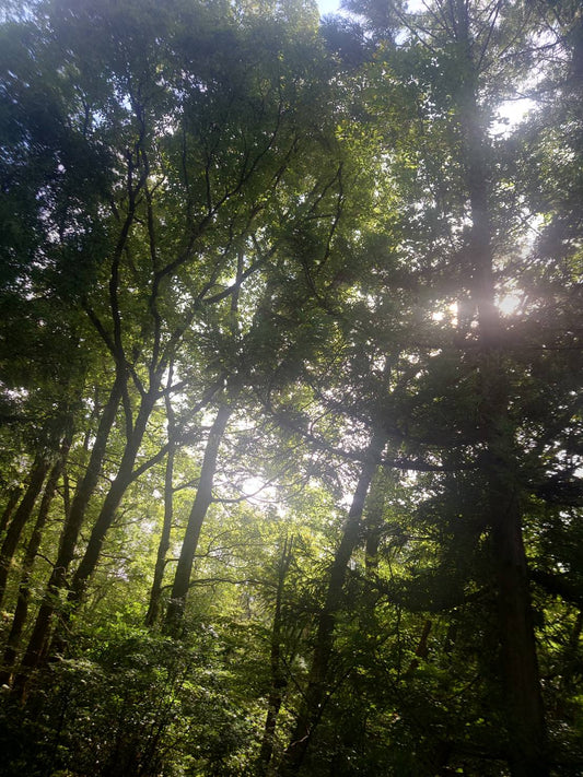 水晶採取に行ってきました。